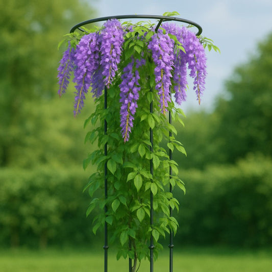 treillis-plantes-grimpantes